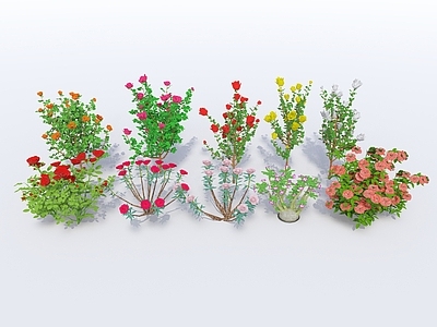 花草 现代植物 地被 花卉 花草 花丛