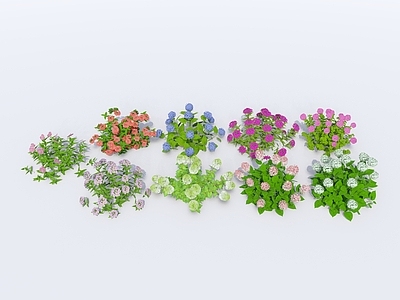 花草 现代植物 地被 花卉 花草 花丛