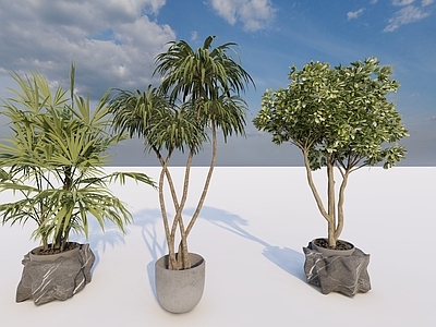 盆栽 盆栽 室内植物 植物 花卉