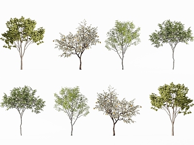 景观树 现代树木 景观树 花园树木 庭院树木 行道树