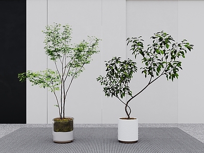 盆栽 绿植 现代盆栽 植物 地毯