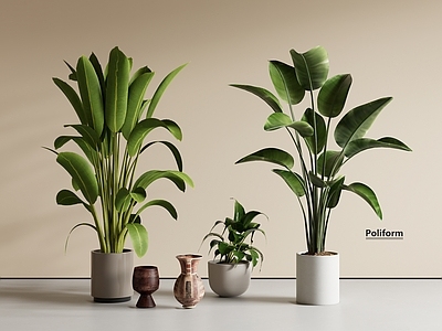 盆栽 望鹤兰 天堂鸟 绿植盆栽