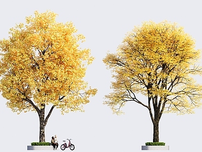 乔木 黄连木 景观树 秋冬树 落叶树 市政行道树