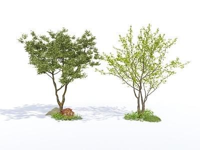 乔木 现代 植物 点景树 丛生 造型树