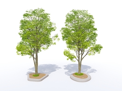 乔木 现代 树池 景观树 树池座椅 行道树