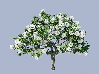 花 中华木绣球花 开花树 绣球花树