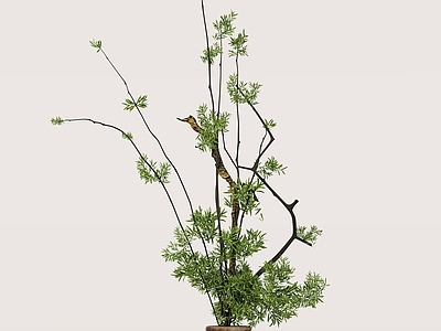 盆栽 侘寂 花艺
