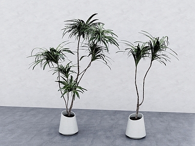 盆栽 现代绿植 现代盆栽 现代植物 热带植物