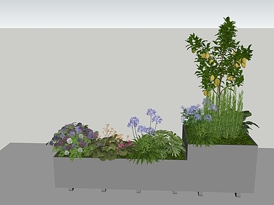 植物组合 花箱 植物 绣球 香水柠檬 百子莲
