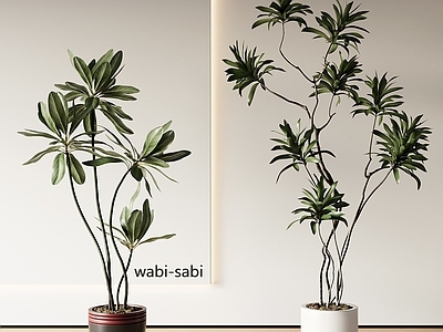 盆栽 现代盆栽植物 吊兰 天堂鸟 吊钟