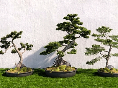 盆栽 松树盆栽 迎客松 禅意盆栽 造型树