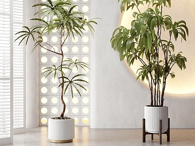 盆栽 现代植物盆栽组合