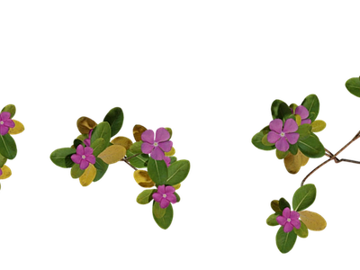 花 紫色花朵