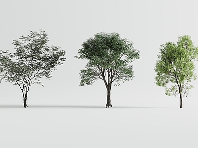 景观树 现代树木 景观树木 庭院树木 行道树