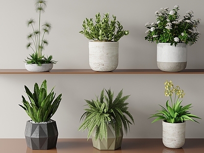 盆栽 吊兰 天堂鸟