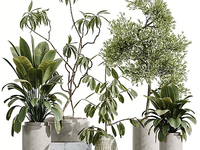 盆栽 现代绿植盆栽组合 橄榄树 榕属植物 万年青 鹅掌柴树