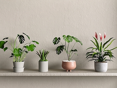 盆栽 花艺 花草 龟背竹 盆栽盆景