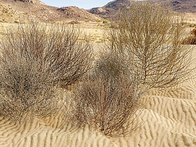 现代沙漠植物 沙漠植物 风滚愺