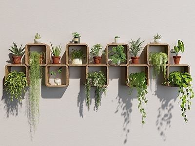 盆栽 吊兰 多肉 绿植 盆栽 小绿植