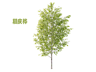 景观树 乔木 灌木 桦树