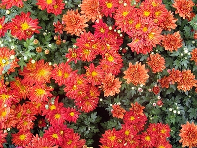 现代绿植墙 现代绿植墙 花卉绿植背景墙 红色鲜花背景墙 鲜花花丛背景墙 公园鲜花花卉