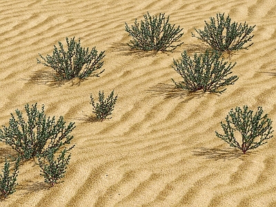 工业复古沙漠植物 盐生愺 沙漠植物 绿植