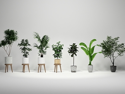 盆栽 绿植盆栽 植物组合 盆景 室内绿植 盆栽组合