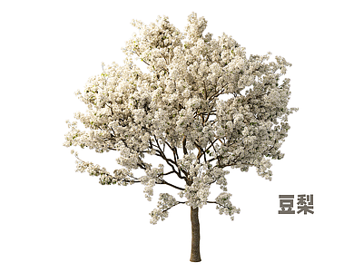 乔木 豆梨 梨树 乔木