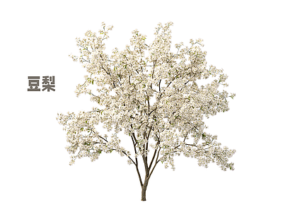 乔木 梨树 豆梨 果树