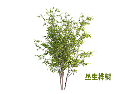 乔木 桦树 灌木 丛生桦树