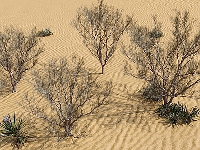 工业侘寂沙漠植物 梭梭树 沙漠绿植