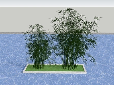竹子 树池竹子