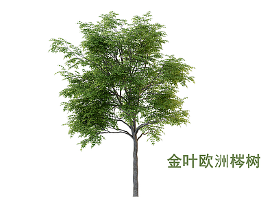 灌木 梣树 行道树 景观树