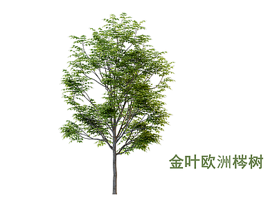乔木 梣树 乔木 行道树
