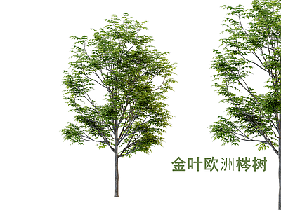 乔木 景观树 梣树