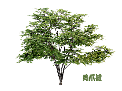 灌木 鸡爪槭 枫树