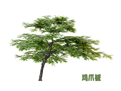 灌木 鸡爪槭 枫树