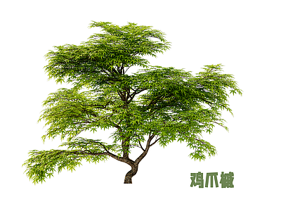 灌木 鸡爪槭 枫树