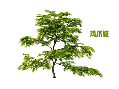 灌木 鸡爪槭 枫树