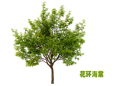 乔木 花环海棠 行道树