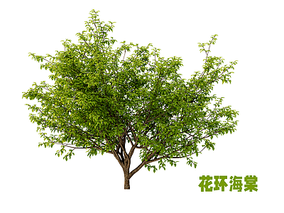 乔木 花环海棠 行道树 灌木