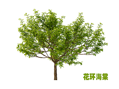 乔木 景观树 花环海棠 行道树
