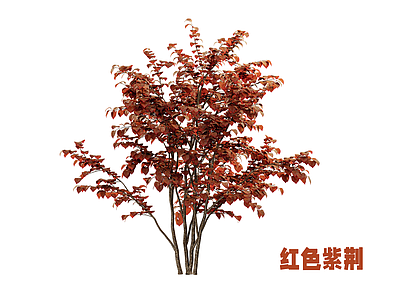 灌木 紫荆