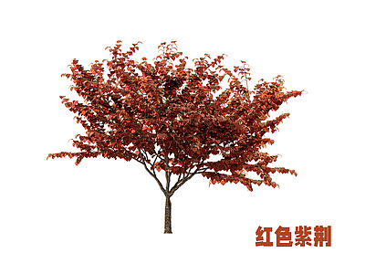 灌木 紫荆