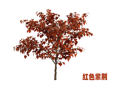灌木 紫荆