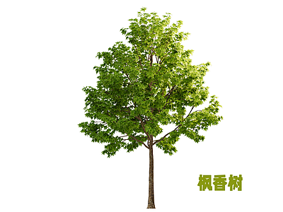 乔木 枫香树