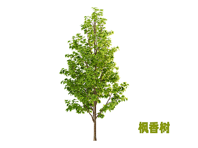 乔木 枫香树 景观树 枫树 行道树