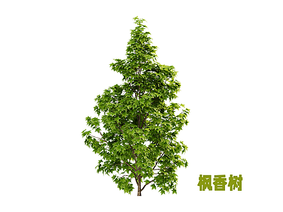 乔木 枫香树 乔木