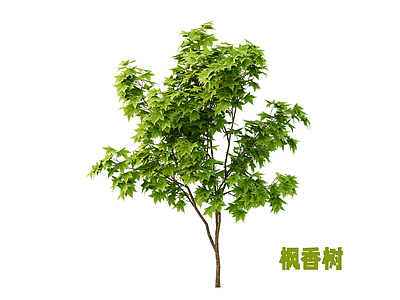 灌木 枫香树 枫树