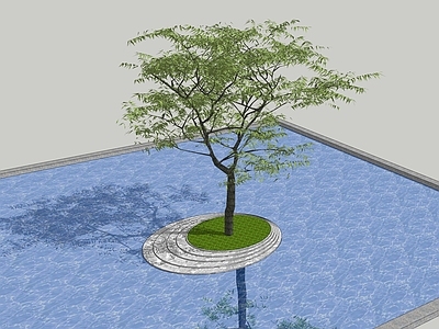 乔木 景观树 树池乔木 行道树
